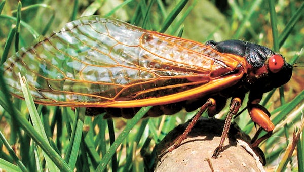 A local entomologist says the 17-year cicadas will not make it to Suffolk this year. (Submitted Photo)