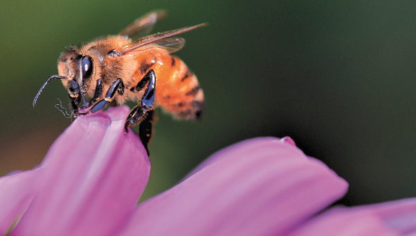 One of Sean and Jan Kenny's honeybees collects nectar from a flower. (Jan Kenny photo)