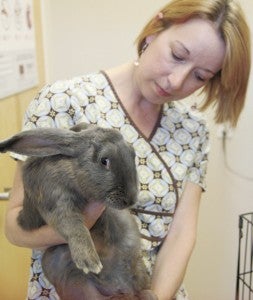 Ellen Norris, hospital manager at Carrollton’s Eagle Harbor Veterinary Clinic, which has 22 rescued rabbits available for adoption, said the animals make great pets.