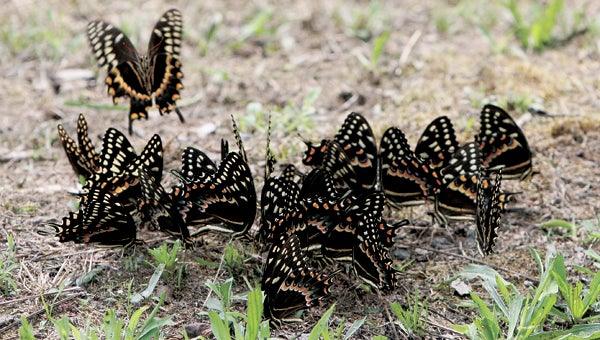 A group of Palamedes swallowtails gather around a damp spot on the ground during the 2010 butterfly count at the Great Dismal Swamp National Wildlife Refuge. An upcoming tour will enable visitors to see butterflies and many other kinds of wildlife in the swamp.