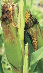 A couple of ears in the field off Holland Road have split open to show their kernels.