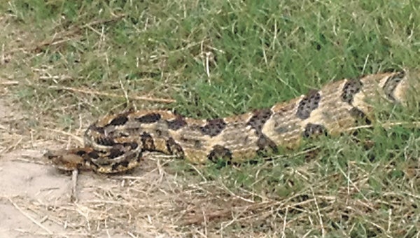 Doreen Lamont took this picture of a canebrake rattlesnake Friday while walking on Northgate Commerce Parkway.
