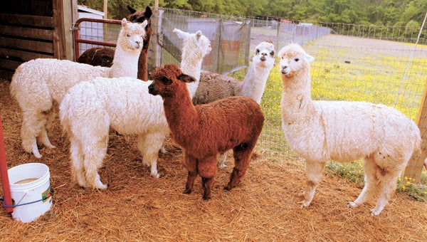 A group of alpacas hang around the barnyard in 2010 at a local alpaca farm. A workshop on raising alpacas is planned this month.