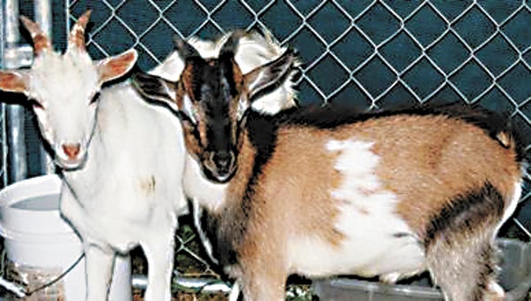 Grievous and Bobbie were two of three goats found dead at a Quince Road farm Monday morning.