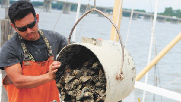 Dockside in the village of Eclipse on Tuesday morning, Santos Flores tips a bucket of oysters, handed up from the boat by Ben Johnson of Johnson and Son Seafood, onto a conveyor belt.