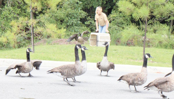 Flanked by her feathered friends, “Lucy” the Canada goose is released back into the wild by rehabilitator Heidi Pocklington. Eclipse’s Elwood and Mary Carson rescued the stricken bird off Bridge Road about a month ago.