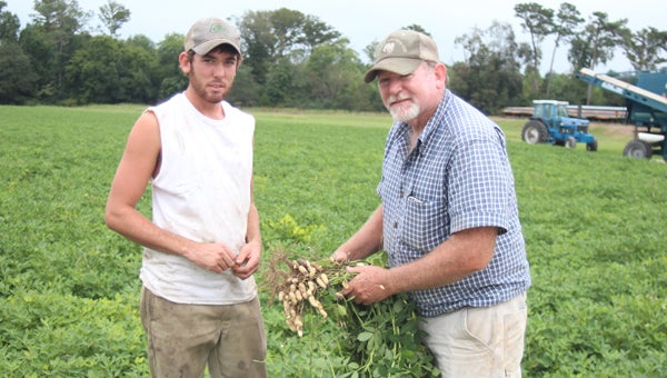 Hunter and David Bosselman inspect a peanut crop at their farm on Old Myrtle Road on Friday. A lot of rain on the vines has added disease pressure, David Bosselman said.