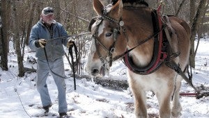Working from the right side of the horse is one of the first things horse loggers learn, Greg Rice says. “Otherwise, you’ll get pinched.”