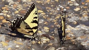 Tiger Swallowtail Butterflies(Alyssa Esposito/Suffolk News-Herald )