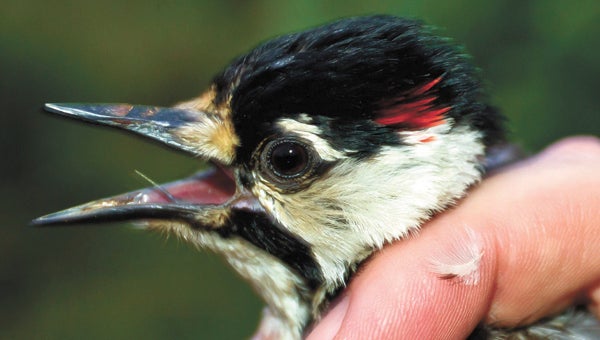 A wildlife biologist holds a male red-cockaded woodpecker during a transfer operation that involved moving four pairs from locations in North and South Carolina to the Great Dismal Swamp National Wildlife Refuge. (Bryan Watts photo)