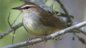 A Swainson’s Warbler, one of the most sought-after birds that can be seen in the refuge during the birding festival. (Submitted Photo)