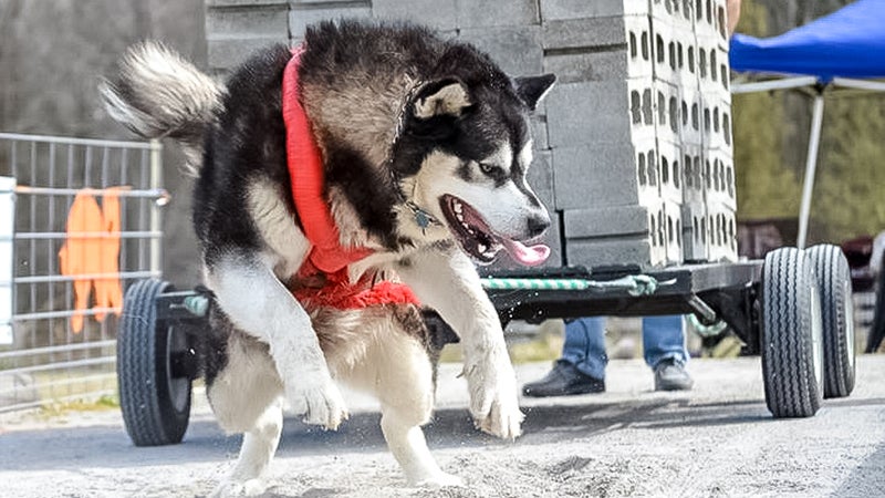 Competitive Canines Pulling For The Weekend - The Suffolk News-Herald | The  Suffolk News-Herald