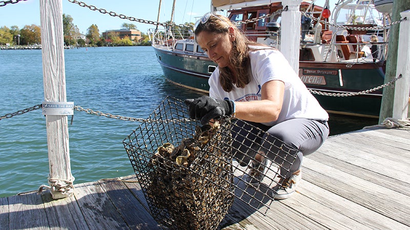 Linda Hamm of Shored Up demonstrates oyster gardening at an educational event in Hampton supported by an Oyster Innovation Grant (Credit Kenny Fletcher-CBF)