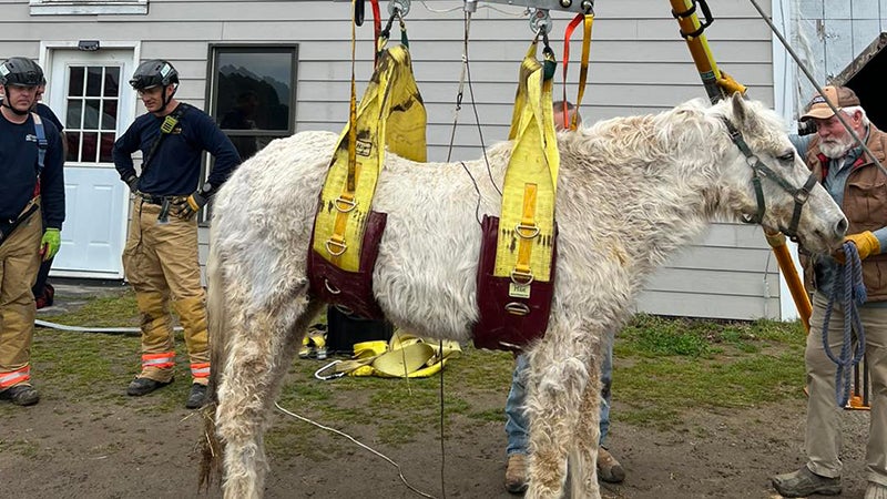 Firefighters rescue trapped horse - The Suffolk News-Herald | The Suffolk  News-Herald